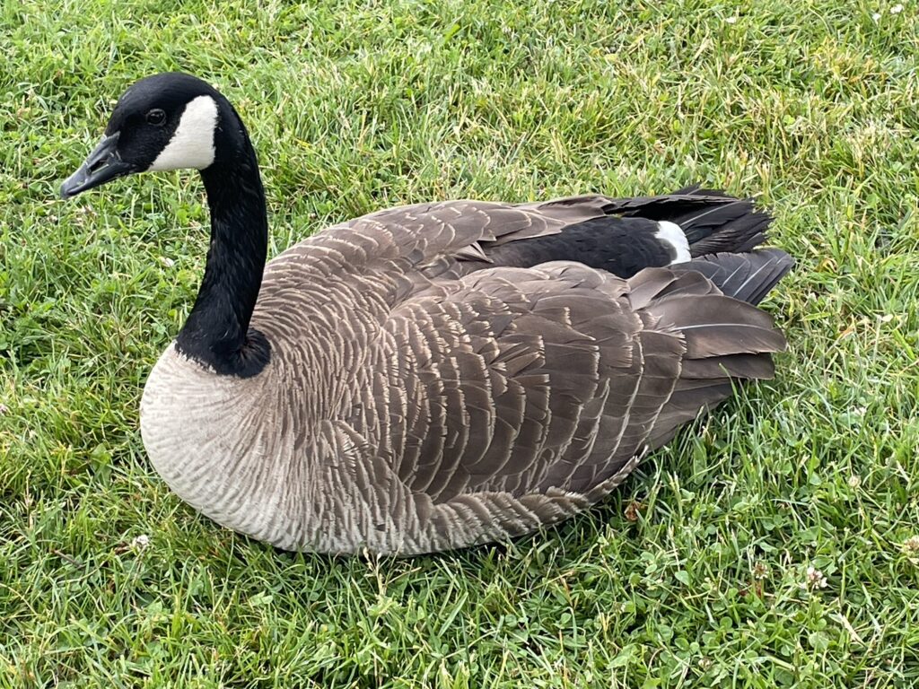 カナダビクトリアの野生動物【クジャク】