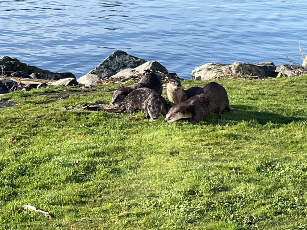 カナダビクトリアの野生動物【カワウソ】